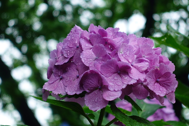 雨の似合う紫陽花_a0105819_1262290.jpg