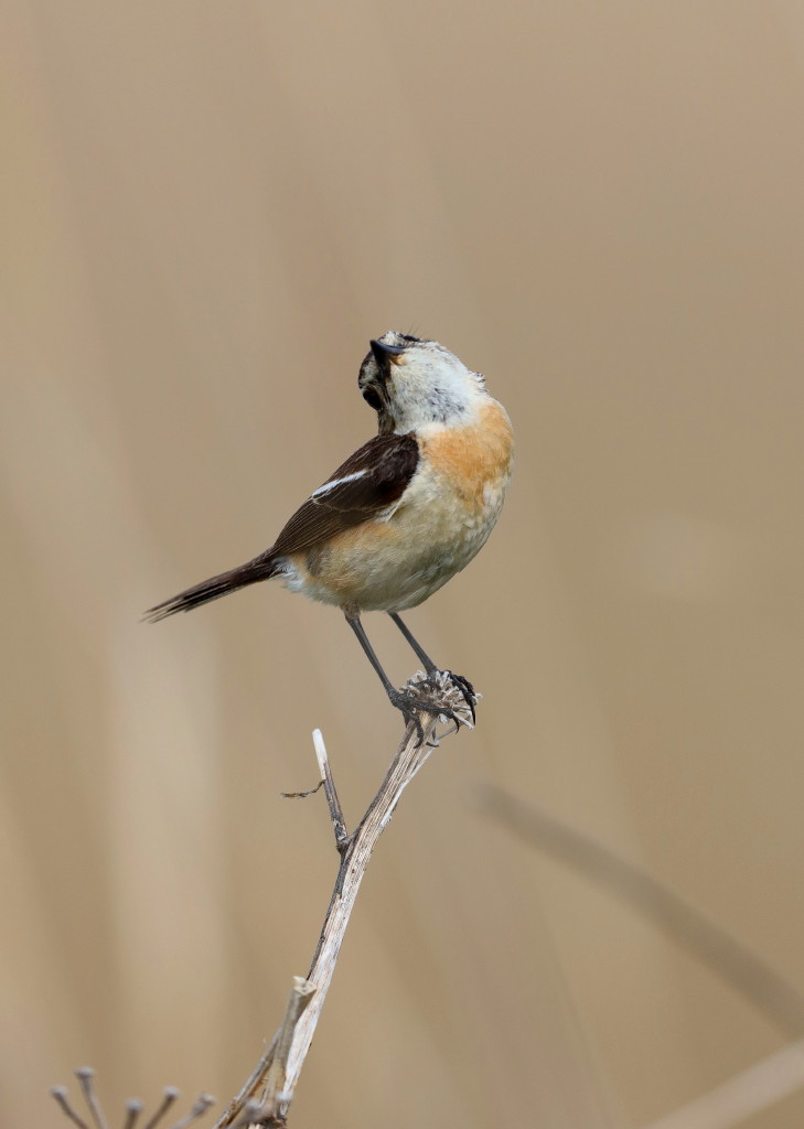 久しぶりの鳥撮り③_b0179023_1753316.jpg