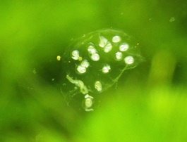 水槽に巻貝が異常繁殖_b0312424_220597.jpg