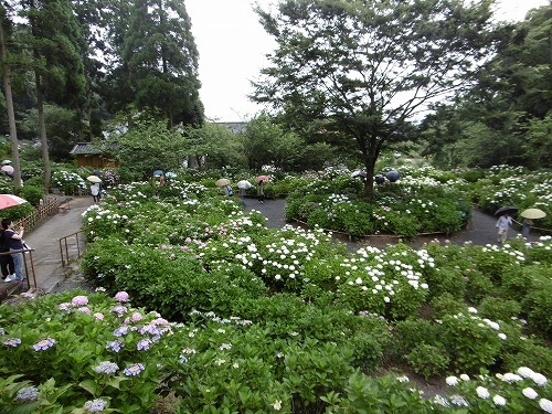 千光寺のあじさい祭り　福岡の観光＆グルメ_d0086228_11501291.jpg