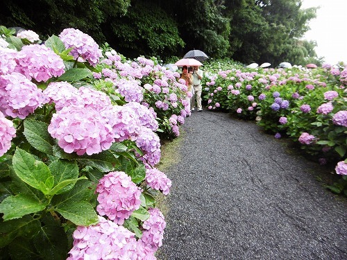 千光寺のあじさい祭り　福岡の観光＆グルメ_d0086228_11501940.jpg