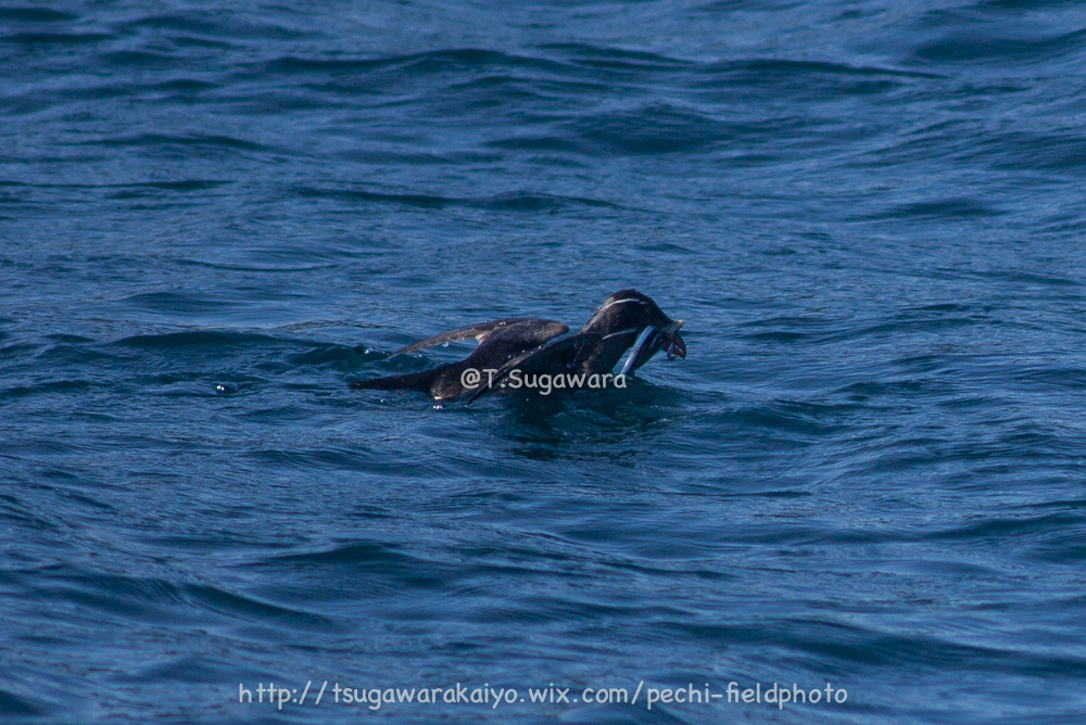 北海道ぷらぷら　その3 天売島編 -Birding in wonderful Teuri island-_c0001429_0331391.jpg