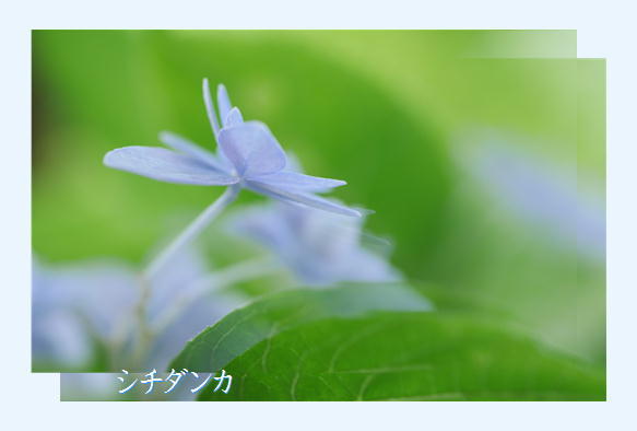 紫陽花撮影会_f0292335_23163713.jpg