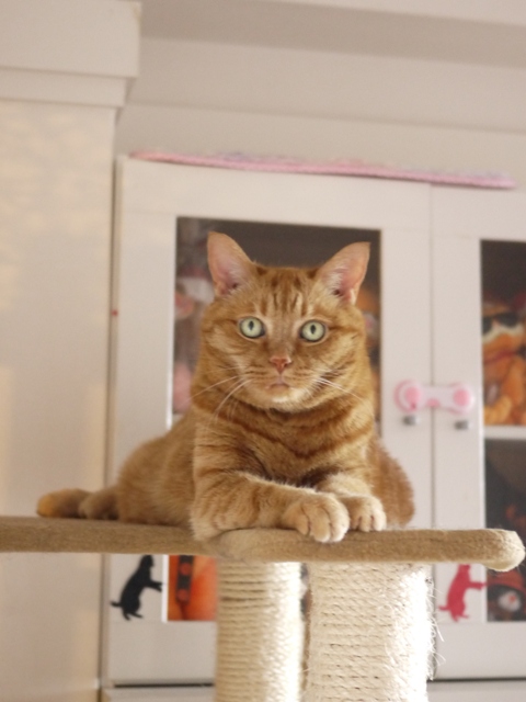 お誕生日猫 しぇる13歳編。_a0143140_23512170.jpg
