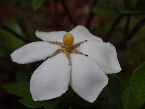16年6月18日 くちなしの花 今日の風に吹かれましょう
