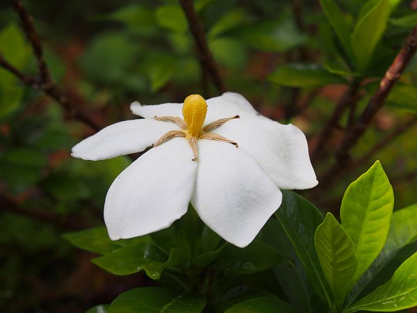 16年6月18日 くちなしの花 今日の風に吹かれましょう 16年6月18日 くちなしの花 今日の風に吹かれましょう