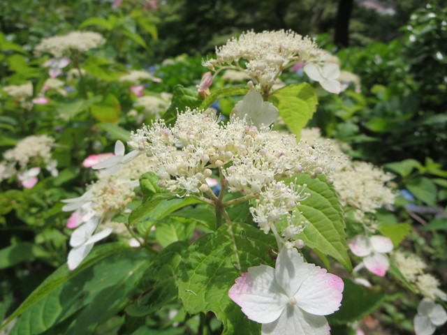 b0009849_92216.jpg