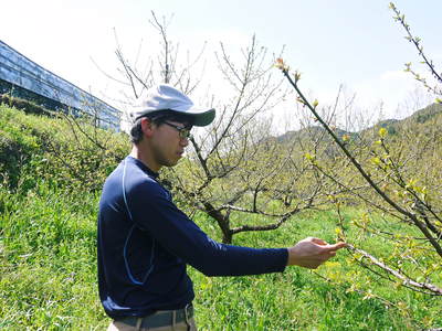 山あいの南高梅 平成28年度『完熟梅』追加受注決定!数量限定で予約受付中!_a0254656_18243887.jpg