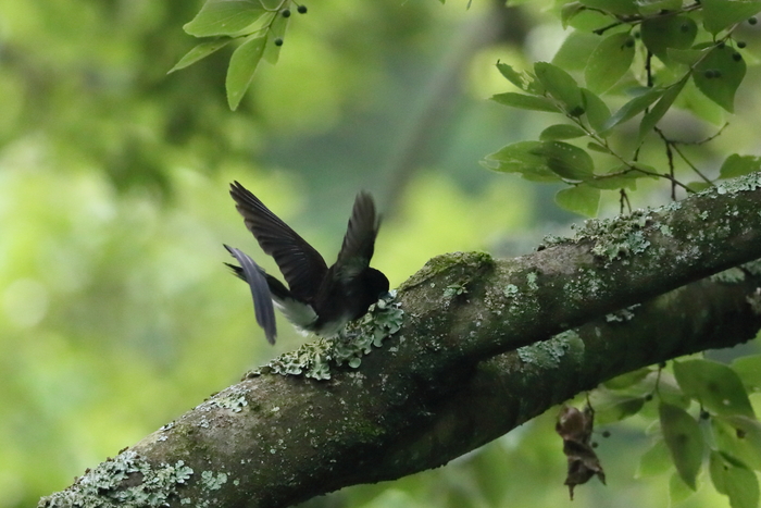 サンコウチョウ 巣材運び_f0135157_20243927.jpg