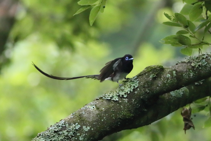 サンコウチョウ 巣材運び_f0135157_2027282.jpg