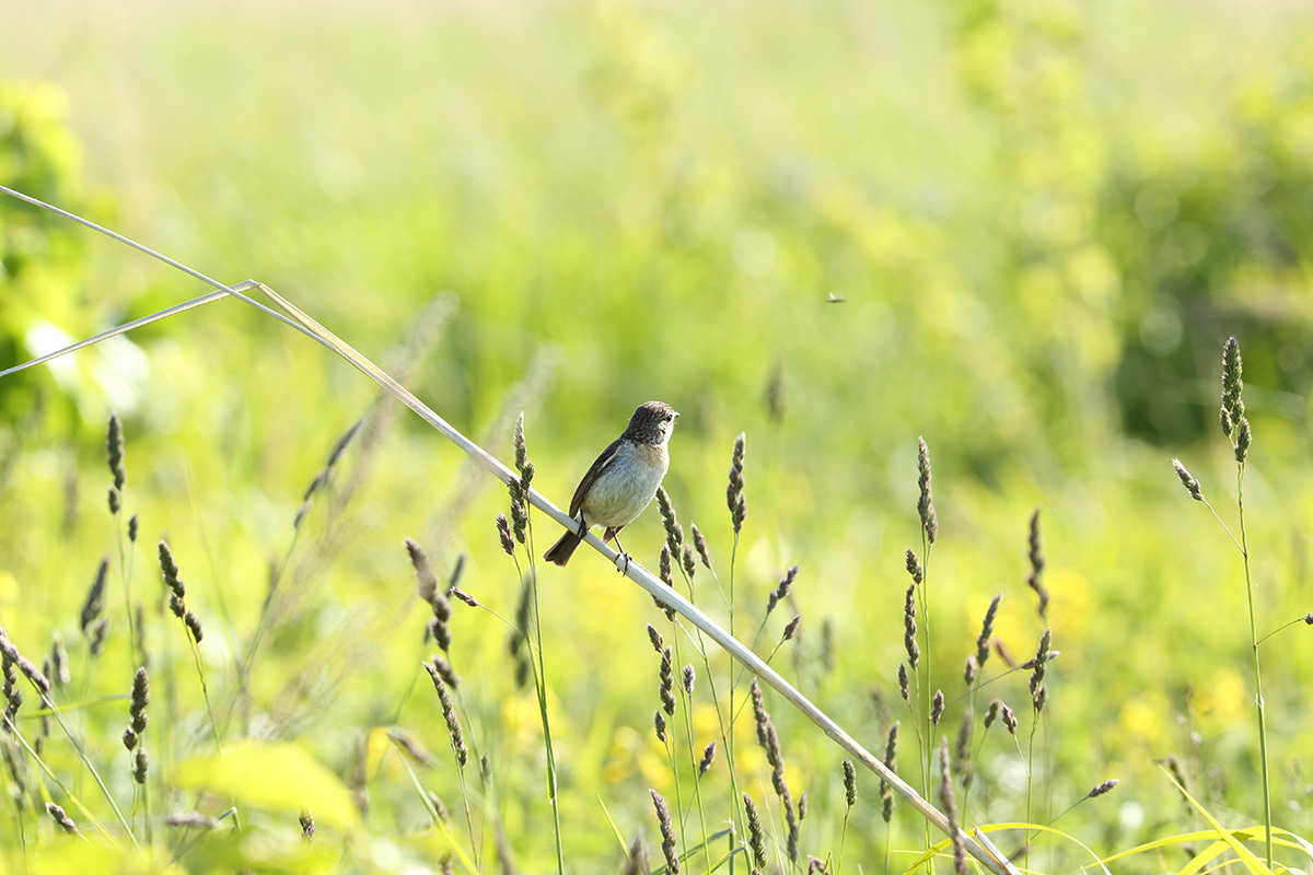 原生花園の鳥たち♪　ノビタキ編_f0054366_13285900.jpg