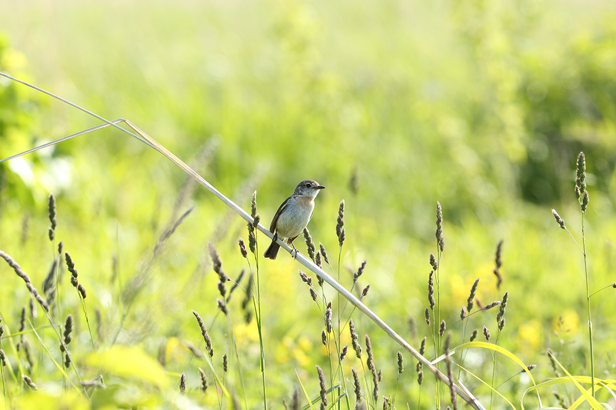 原生花園の鳥たち♪　ノビタキ編_f0054366_13285965.jpg