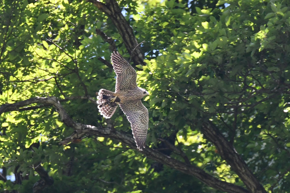 ハヤブサ幼鳥 捕ったー!_f0053272_8464342.jpg