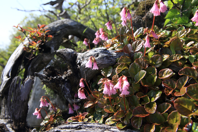 6月の石鎚の花_f0219775_1730996.jpg