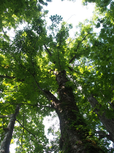 c0197578_1742934.jpg