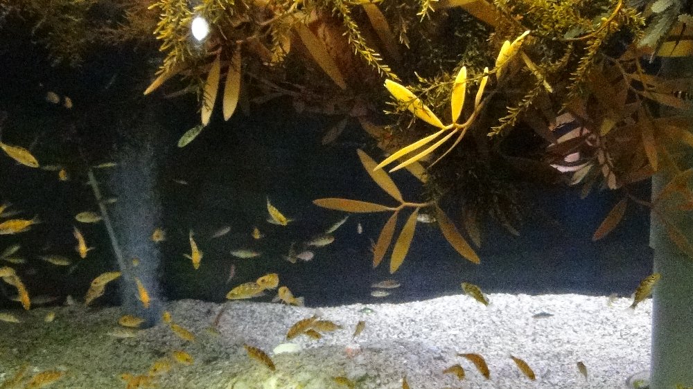 流れ藻の下で移動する魚ー動画！_e0065084_1711378.jpg