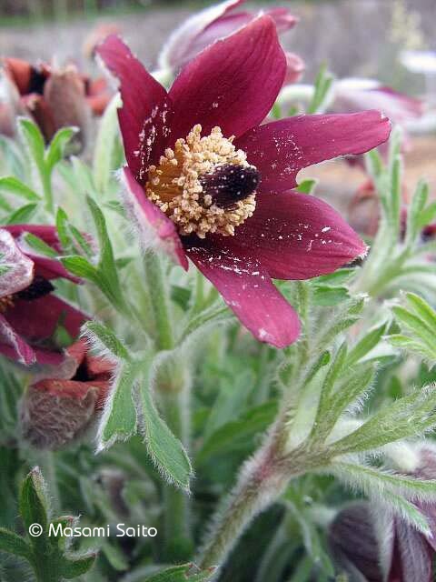 オキナグサ 翁草 草花と自然blog