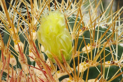 サボテン・多肉植物続々開花(^O^)／_f0203094_9494459.jpg