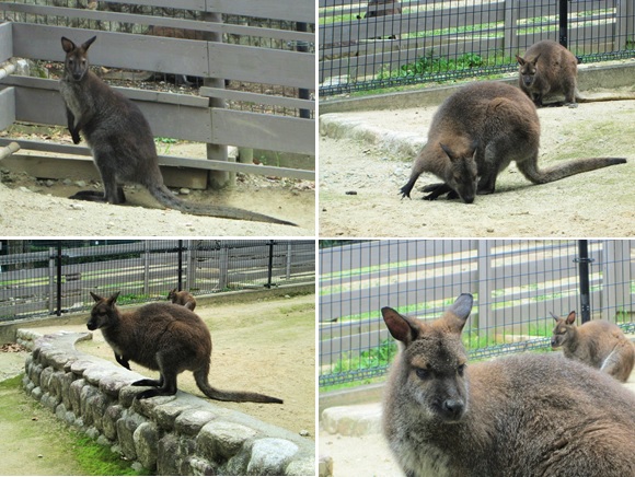 ユリのお後は・・・五月山動物園(^^♪_d0122397_217994.jpg