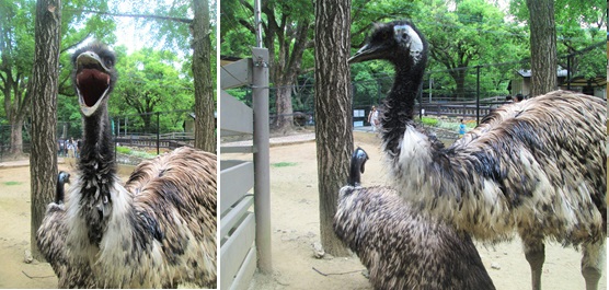 ユリのお後は・・・五月山動物園(^^♪_d0122397_2192023.jpg