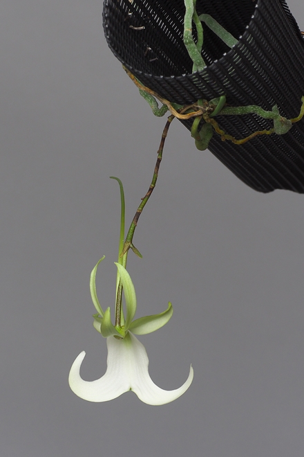 Polyradicion lindenii 咲きました！！ : 花咲か父さん 洋らん栽培
