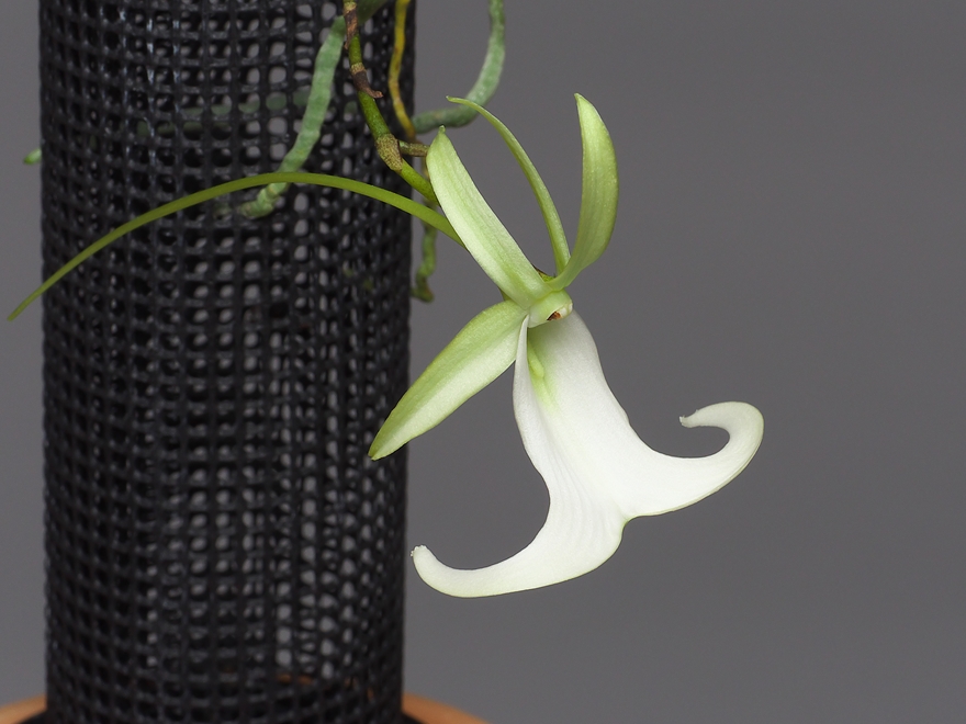 Polyradicion lindenii 咲きました！！ : 花咲か父さん 洋らん栽培