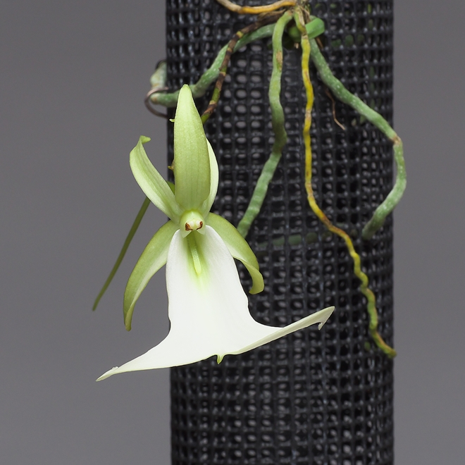 洋蘭 原種 稀少種 Polyrrhiza. lindenii 開花株 幽霊蘭 Polyrrhiza lindenii 幽靈蘭, 板植( 4株), 重量級稀有蘭花廉價特