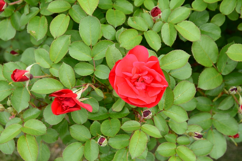 a0248508_1654575.jpg