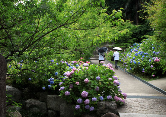 智積院 青葉まつり2_e0048413_15341760.jpg