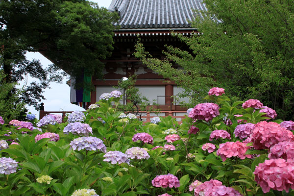智積院 青葉まつり2_e0048413_15344219.jpg