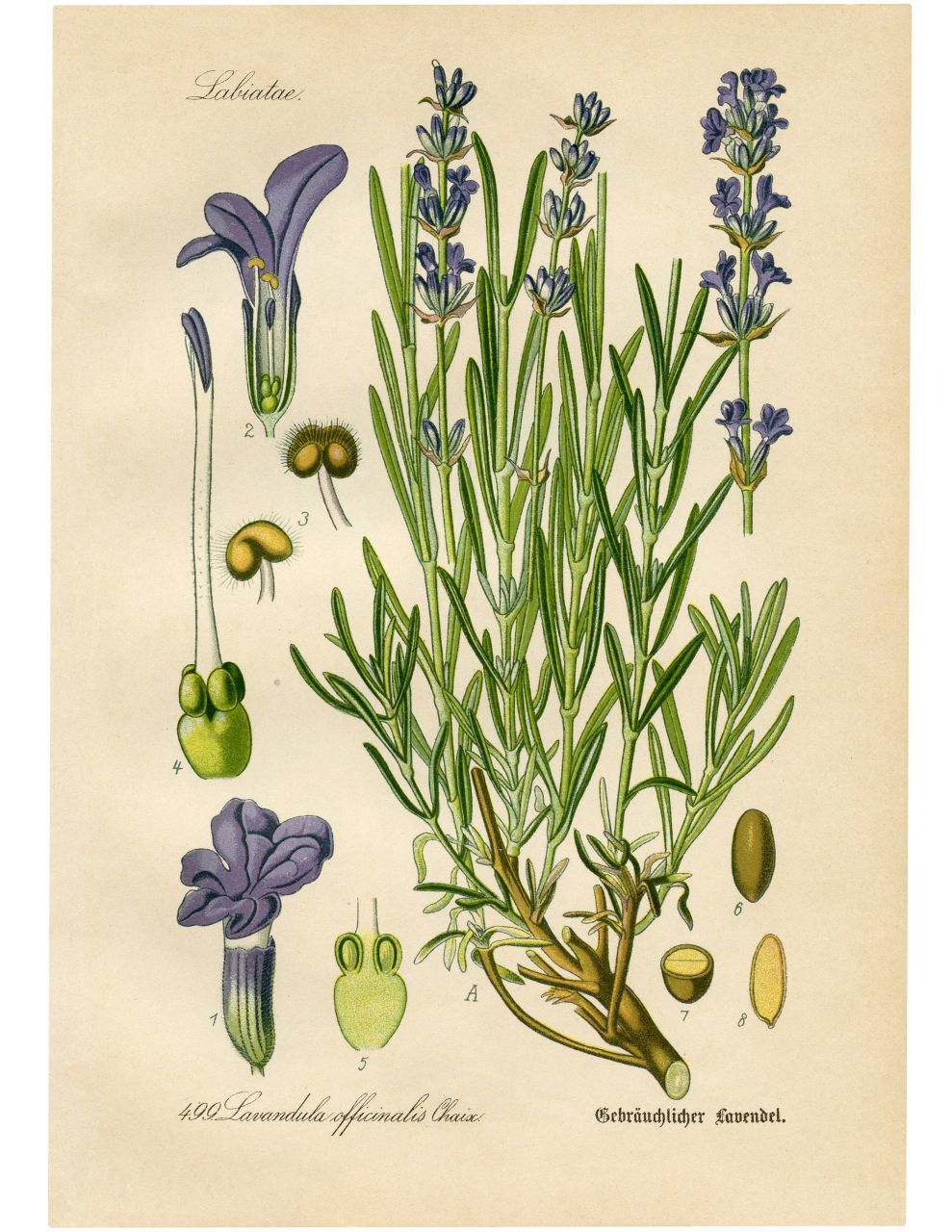 雨降りなのでネット美術館で古い植物画鑑賞_c0025115_22280240.jpg