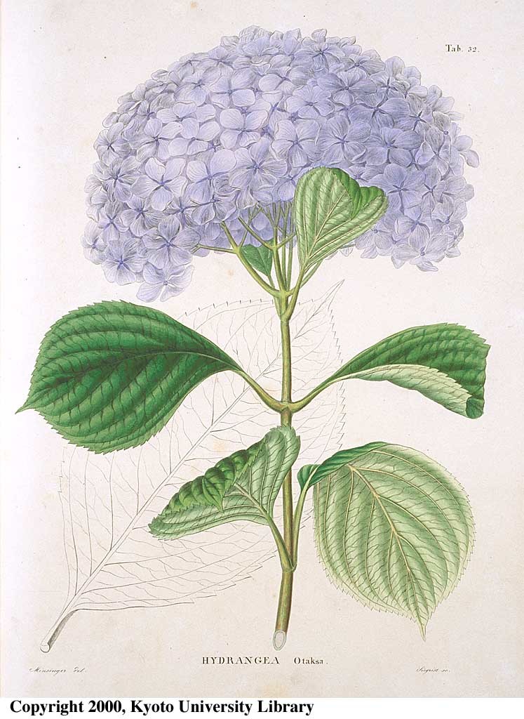 雨降りなのでネット美術館で古い植物画鑑賞_c0025115_22310259.jpg