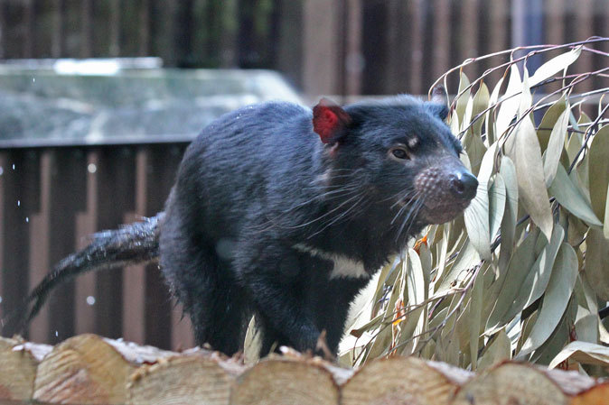 タスマニアデビル 悪魔の誘惑 続々 動物園ありマス