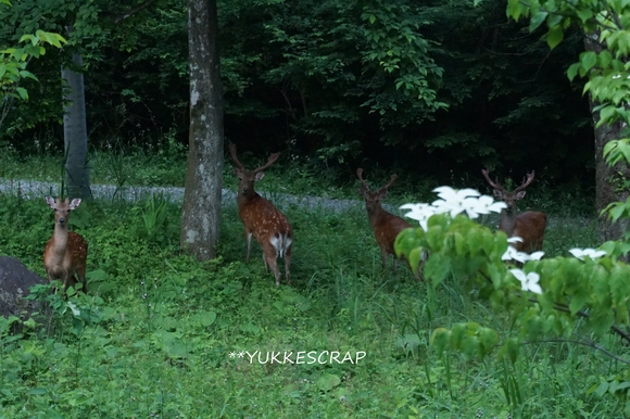 森に棲む ~先住民たちの襲来 ~_d0348118_10303377.jpg