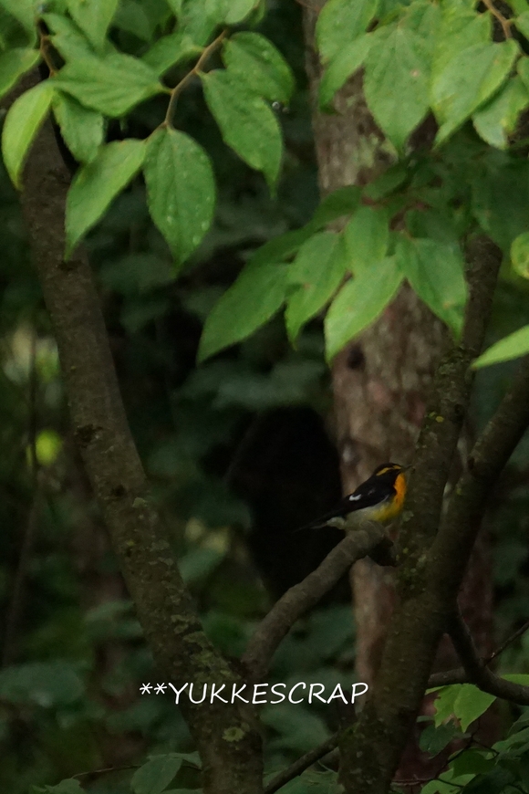 森に棲む ~野鳥の観察 ~_d0348118_18561685.jpg