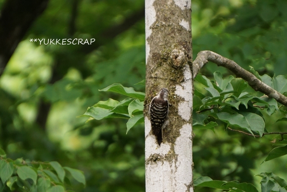 森に棲む ~野鳥の観察 ~_d0348118_1859420.jpg