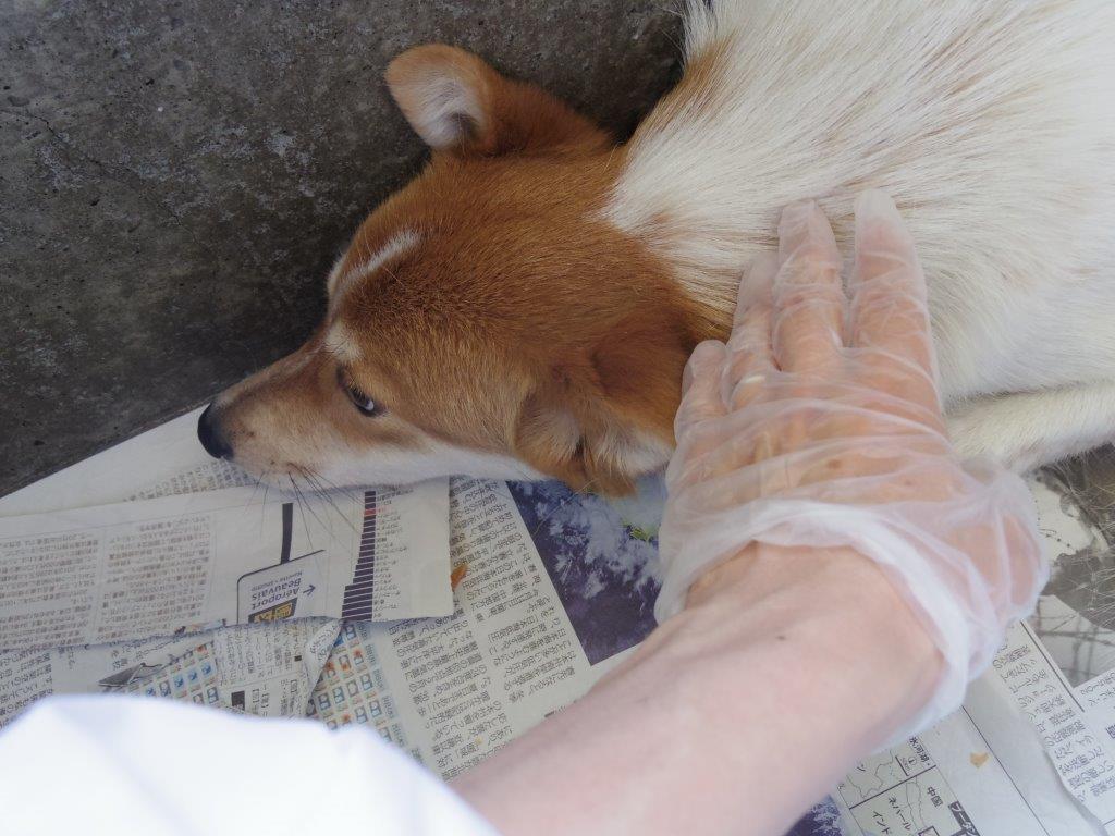 6/14 センターレポート　子犬舎　　　　6頭_f0078320_16125580.jpg