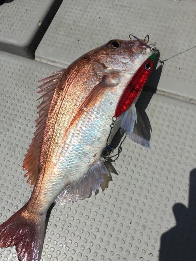 『スジアラ狙い釣行』_f0340322_07080507.jpeg
