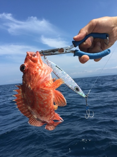 『スジアラ狙い釣行』_f0340322_07083240.jpeg