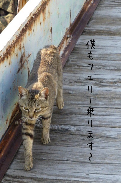 愛媛・青島【猫の島】4_e0237625_16594365.jpg