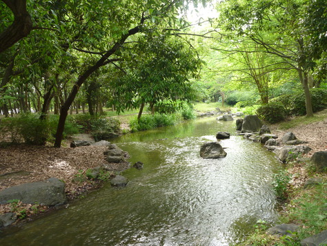 大泉緑地の樹木の道_d0089327_10233510.jpg