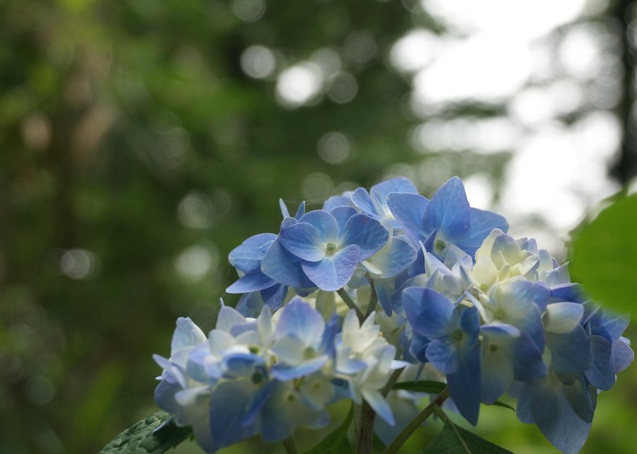 麻溝公園の紫陽花_e0021129_161281.jpg