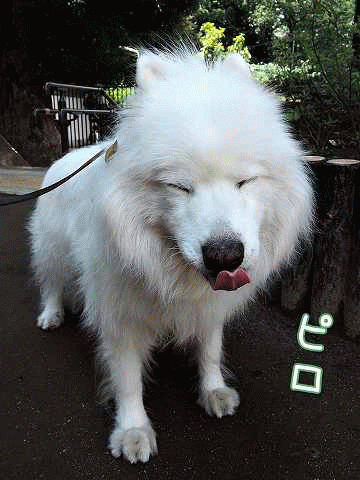 一発芸_c0062832_9412970.gif