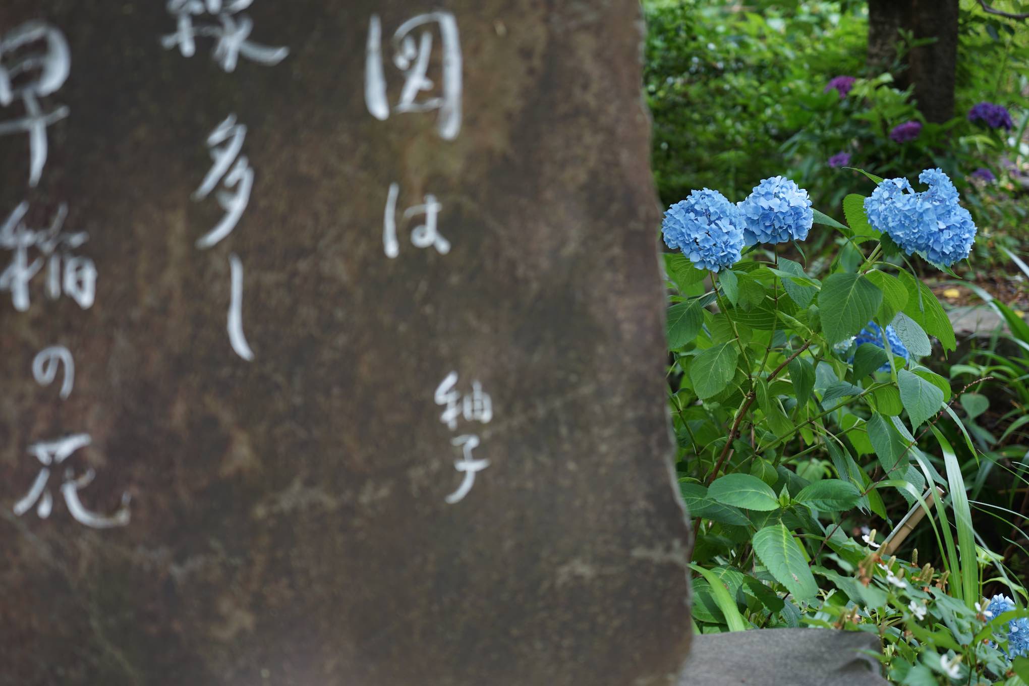 高幡不動尊　紫陽花　2016　その2_e0216133_20221069.jpg