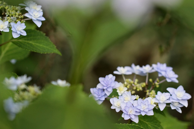 a0242438_2011283.jpg