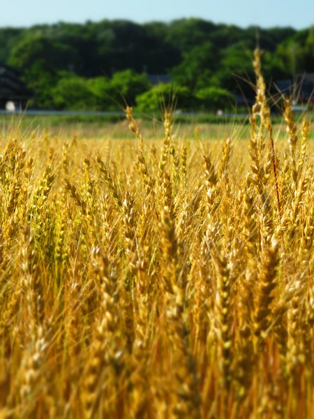 16年6月日 黄金色の麦畑 今日の風に吹かれましょう 16年6月日 黄金色の麦畑 今日の風に吹かれましょう