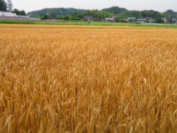 16年6月日 黄金色の麦畑 今日の風に吹かれましょう 16年6月日 黄金色の麦畑 今日の風に吹かれましょう