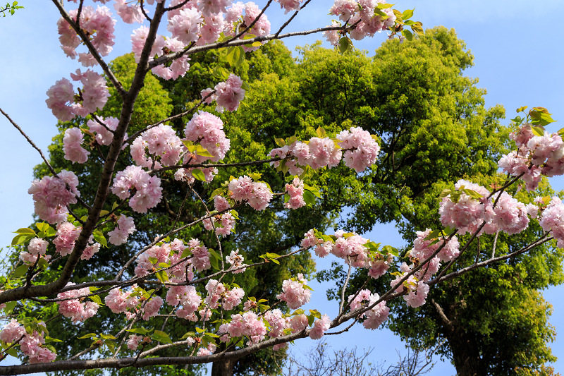 京の桜2016・普賢象と春の花咲く梅宮大社_f0155048_21135141.jpg