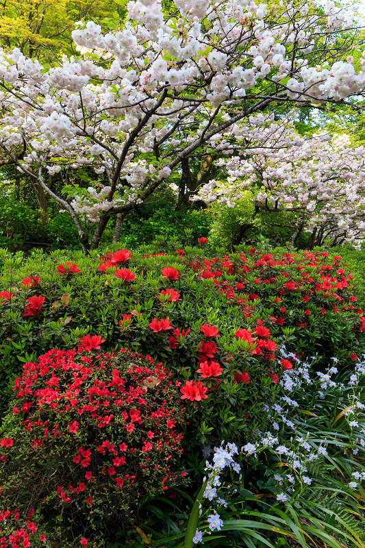 京の桜2016・普賢象と春の花咲く梅宮大社_f0155048_21141067.jpg