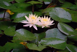 竹林寺で梅雨を満喫_a0065554_1557187.jpg